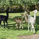 Familiengut Burgstaller