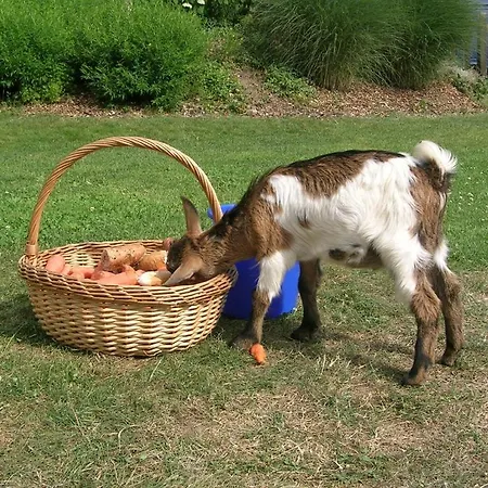 Familiengut Burgstaller Отель Добриах