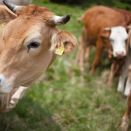 Отель Familiengut Burgstaller