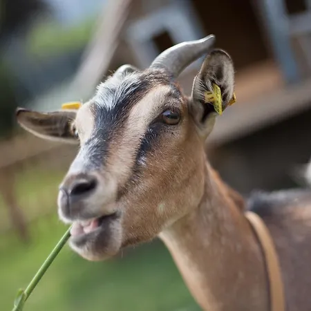 Familiengut Burgstaller Отель Добриах