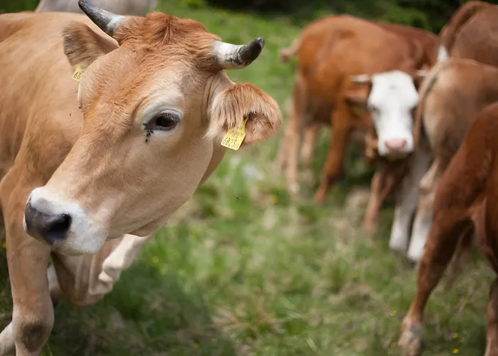 מלון Familiengut Burgstaller