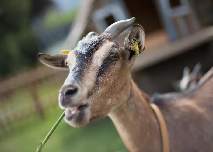 Familiengut Burgstaller Hotel Döbriach